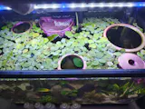 Aquarium Fish Feeding Ring