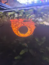 Two-Entrance Floating Betta Tunnel