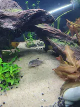Aquarium Snail Trap