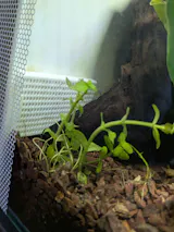 Fluval 15 Gallon Shrimp Guard
