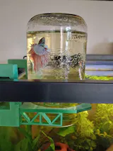 Inverted Betta Tank Holder. Panoramic View for Betta Fish.