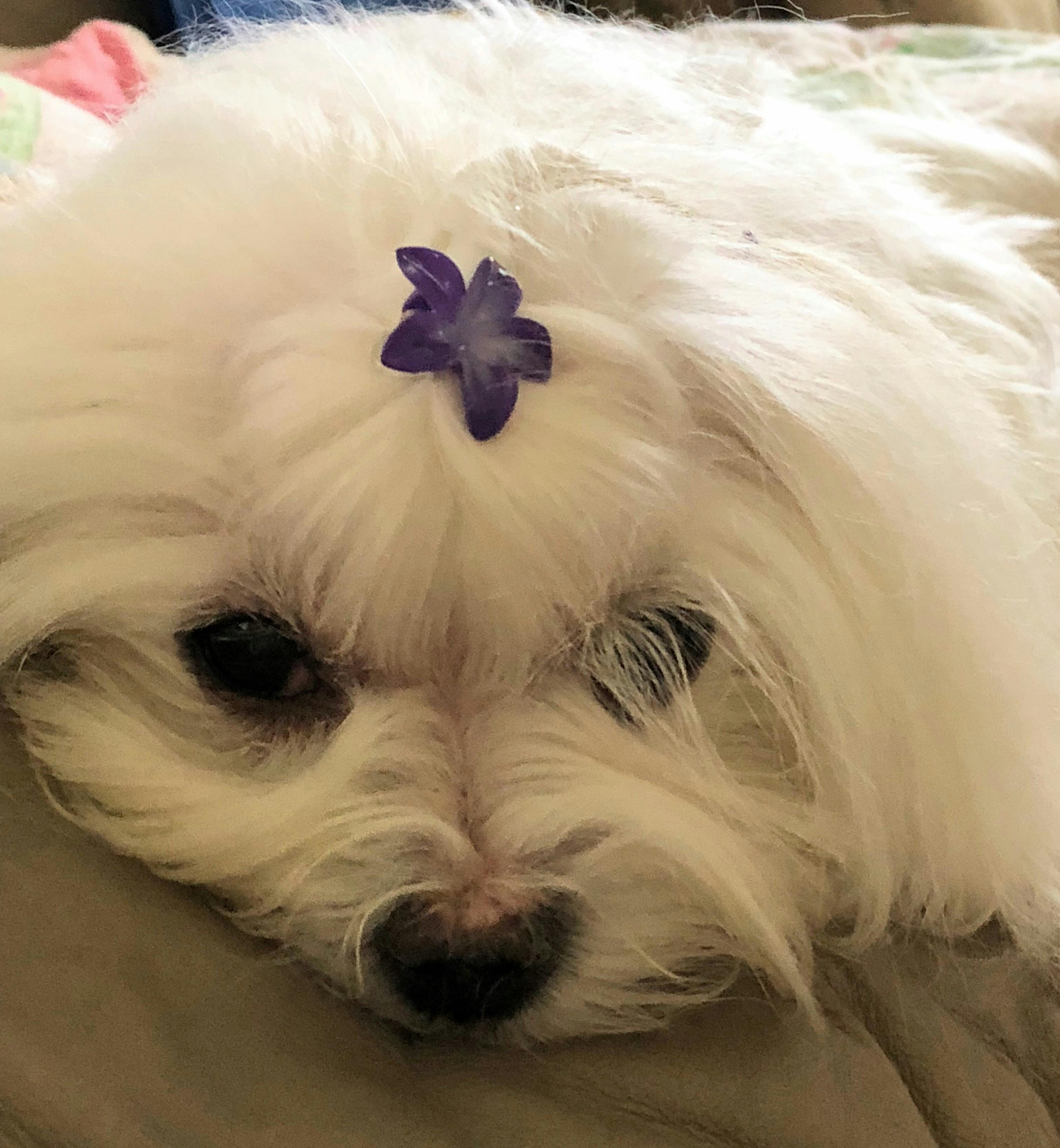 Prompt Dog Review Prompt Dog Review