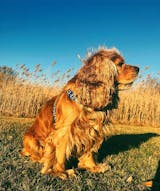 RESTORE Organic Apple Cider Vinegar Conditioning Rinse for Dogs