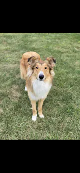 COOLING Natural Tea Tree Oil Dog Shampoo with Peppermint