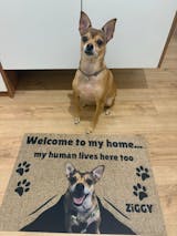 Tapete Personalizado com a Foto do seu Pet