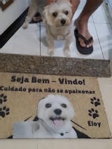 Tapete Personalizado com a Foto do seu Pet