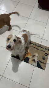 Chaveiro Personalizado com a Foto do seu Pet