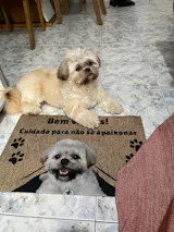 Tapete Personalizado com a Foto do seu Pet
