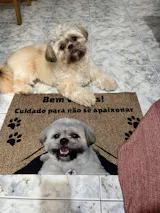 Tapete Personalizado com a Foto do seu Pet