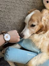 ボーダーコリー（レッドホワイト）垂れ耳