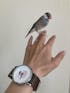 文鳥(桜)ごま塩