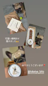 フレンチブルドッグ（フォーン）①