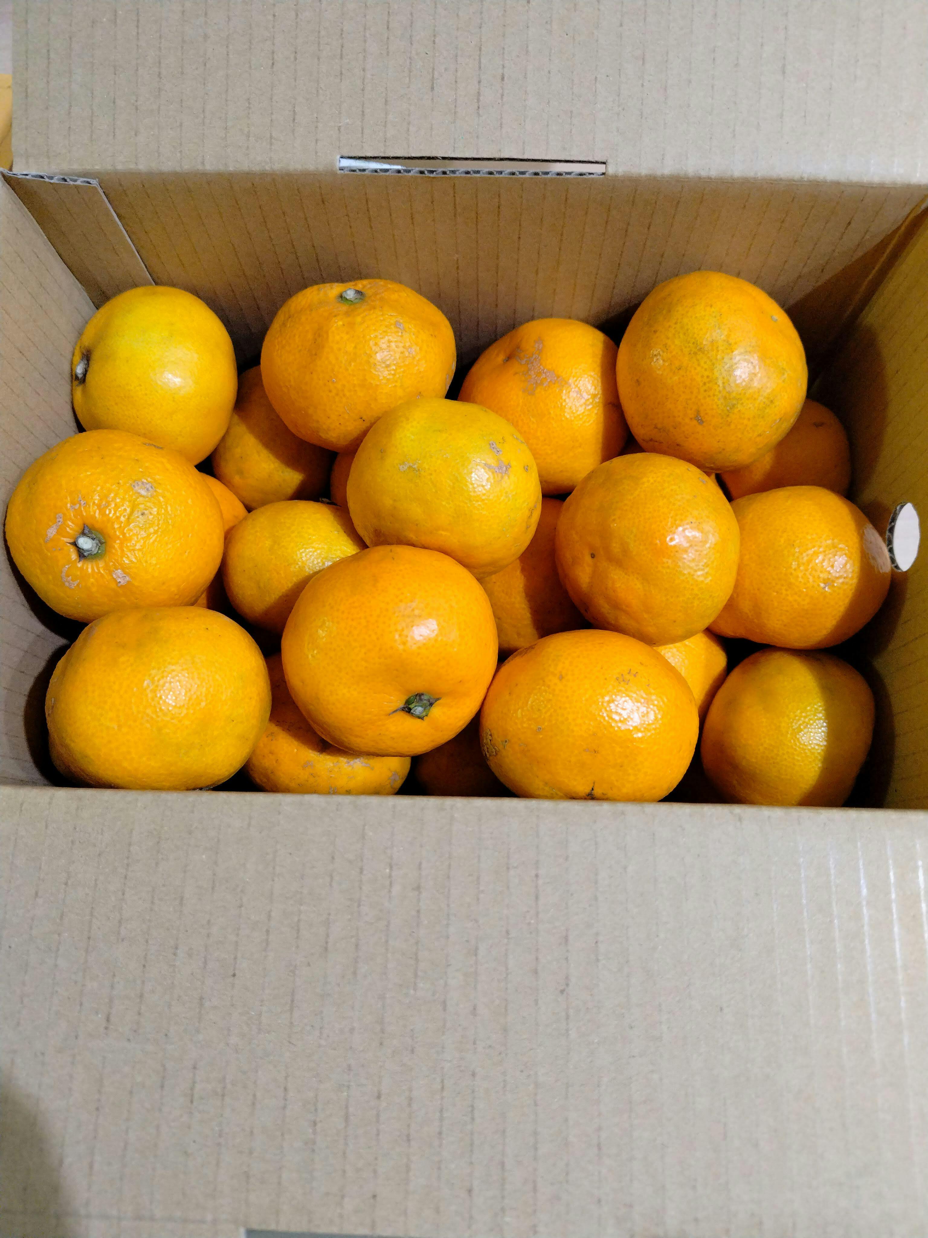 完熟収穫！和歌山産ゆら早生みかん3kg | 5STAR MARCHE