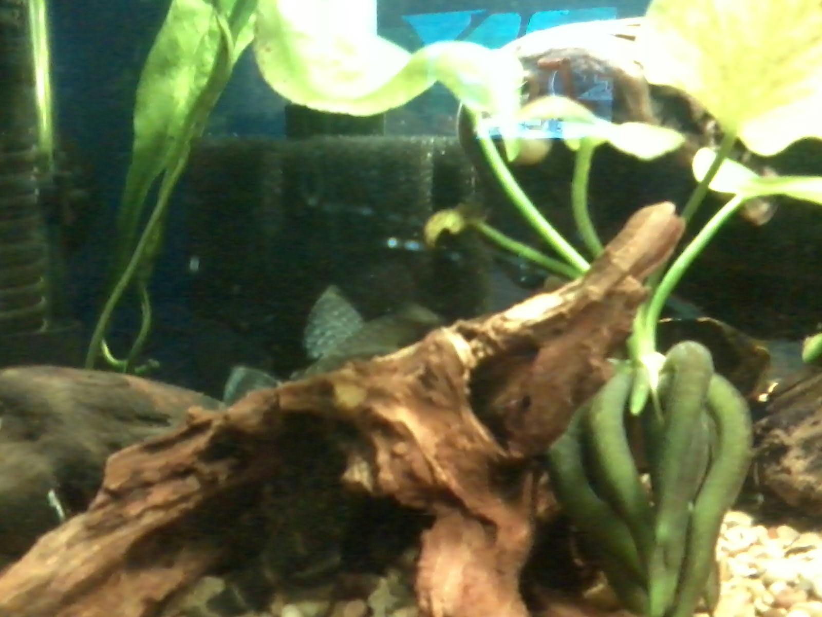 Banana Plant Aquarium CoOp