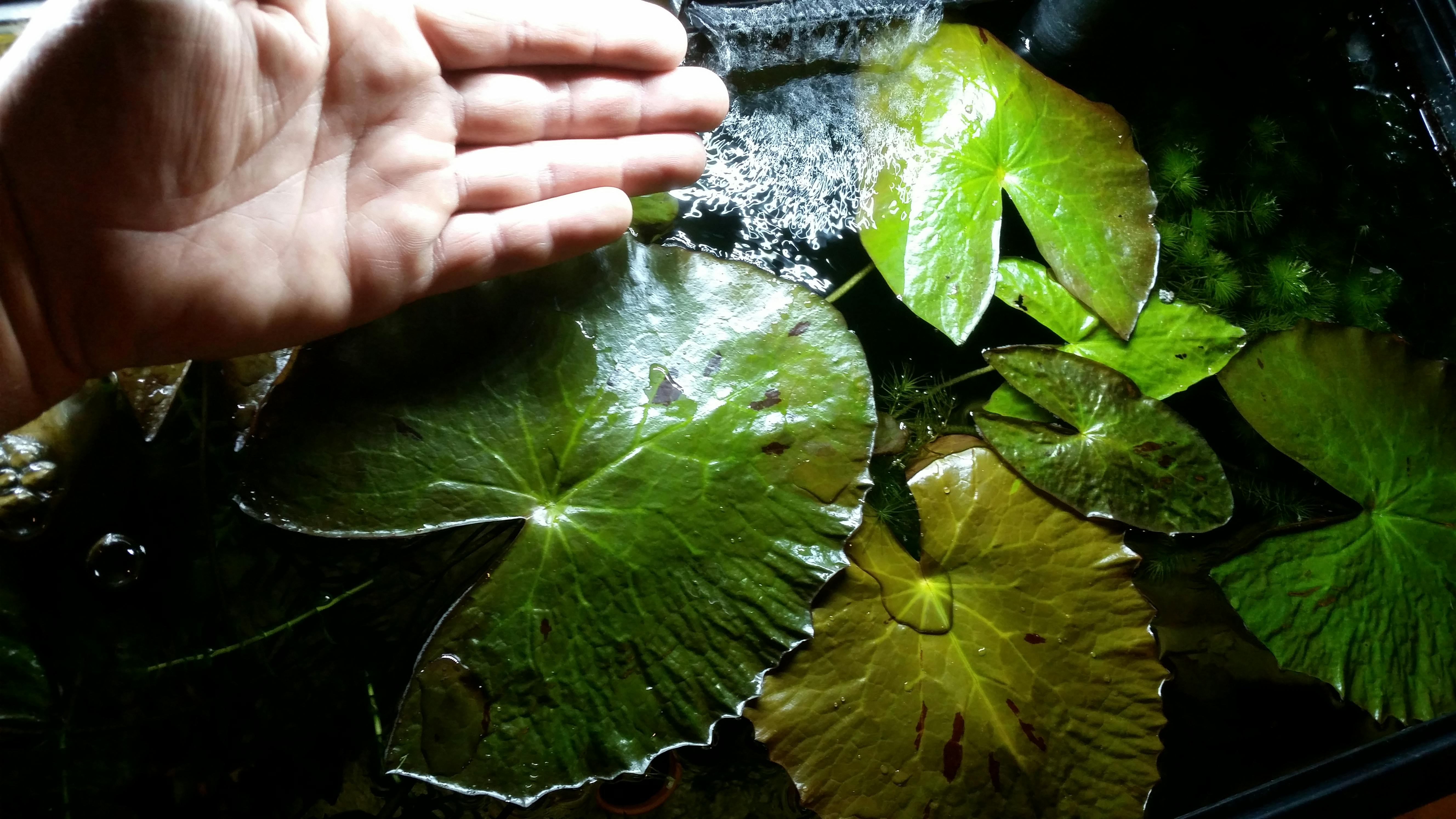 Easy Iron Aquarium CoOp