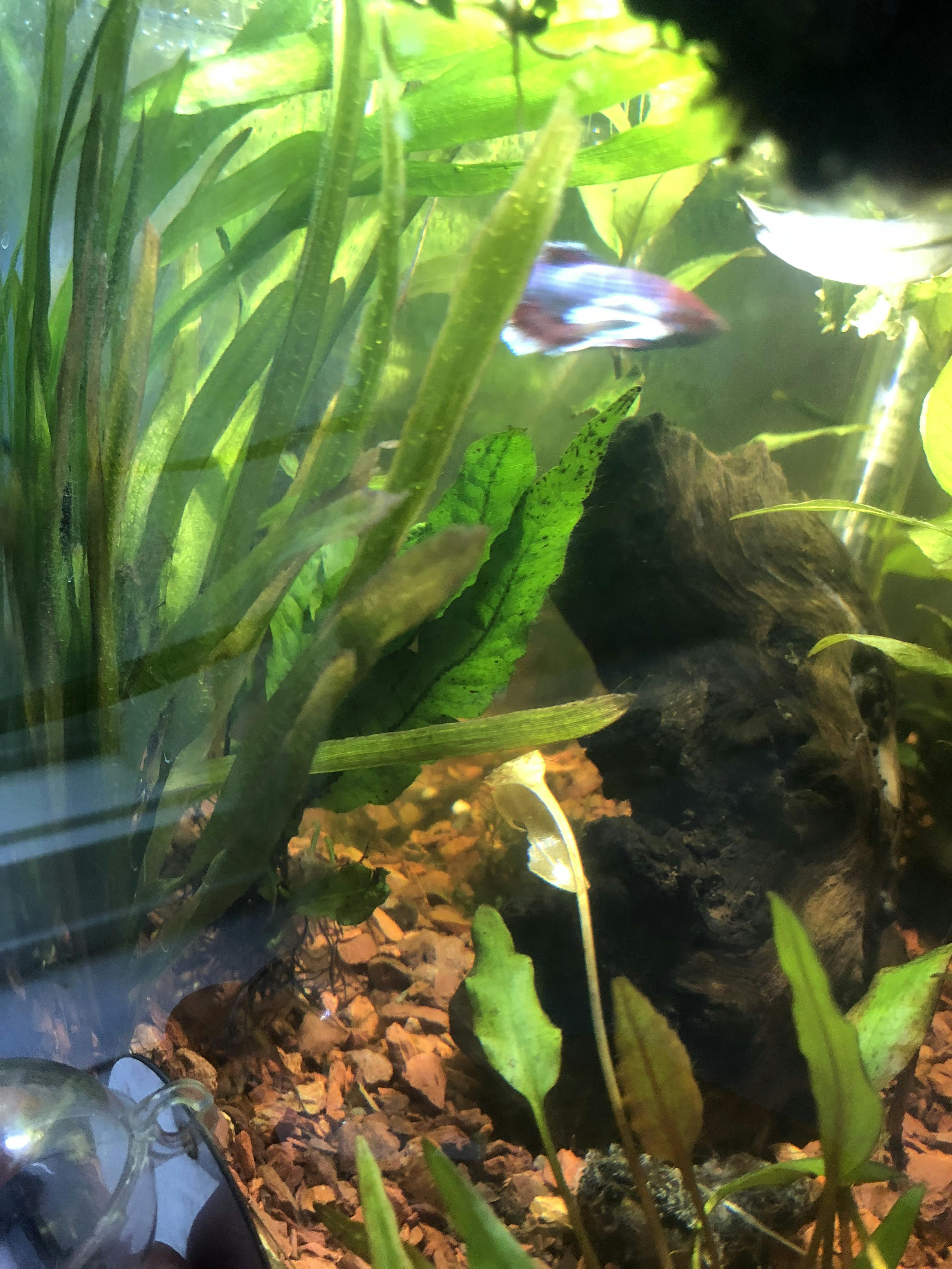 Vallisneria – Aquarium Co-Op