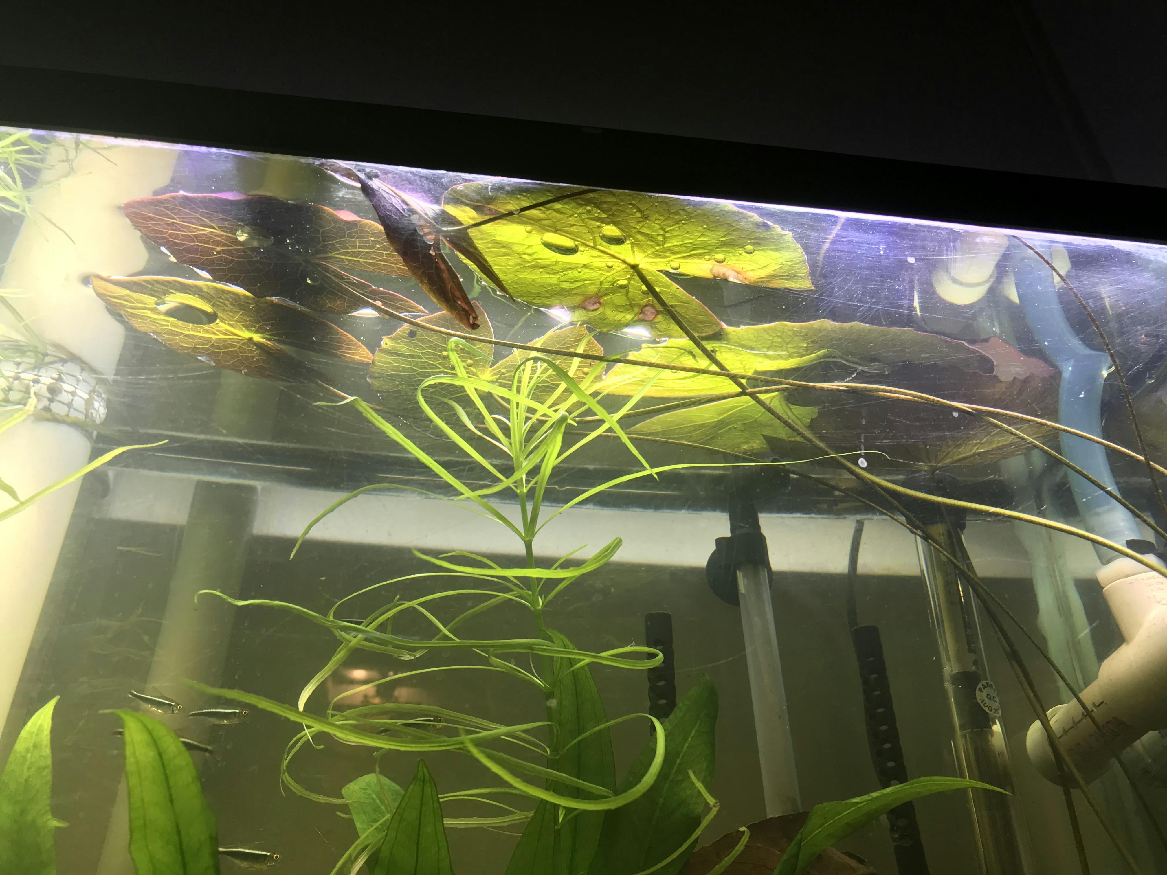 aquarium lighting guide for
