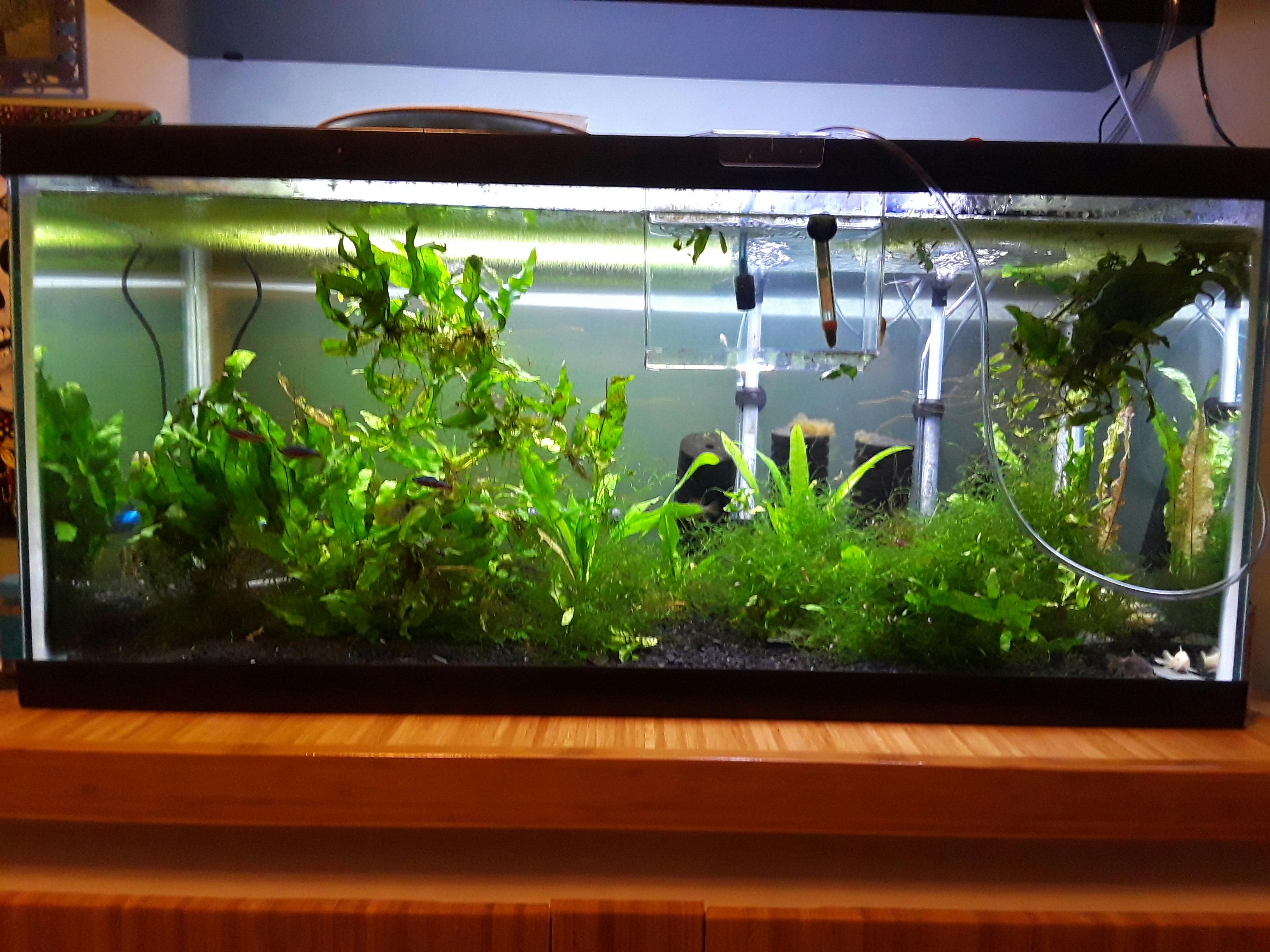 tag aquarium freshwater plant
