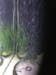 Vallisneria