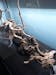 Small Spider Wood Driftwood