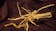 Small Spider Wood Driftwood