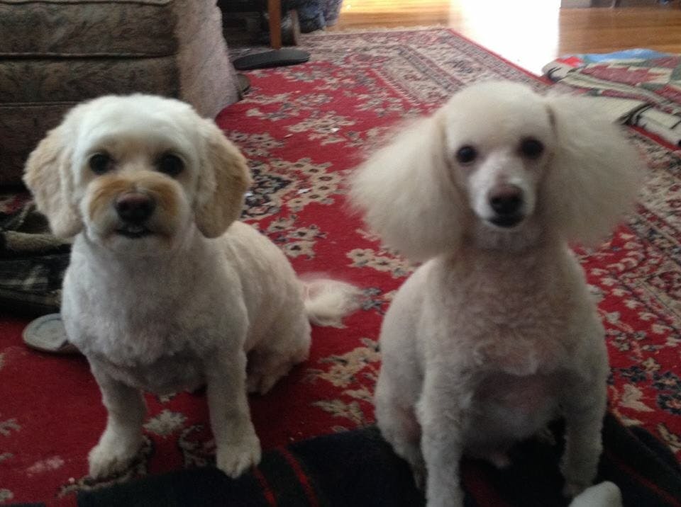 Phenobarbital For Dogs For Sale Phenobarbital For Dogs For Sale