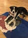 Custom Pet Fleece Blanket