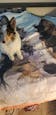 Custom Pet Fleece Blanket