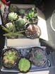 Crazy Plant People
