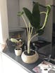 Crazy Plant People