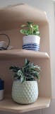 Peperomia Obtusifolia Marble