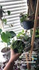 Variegated String of Pearls