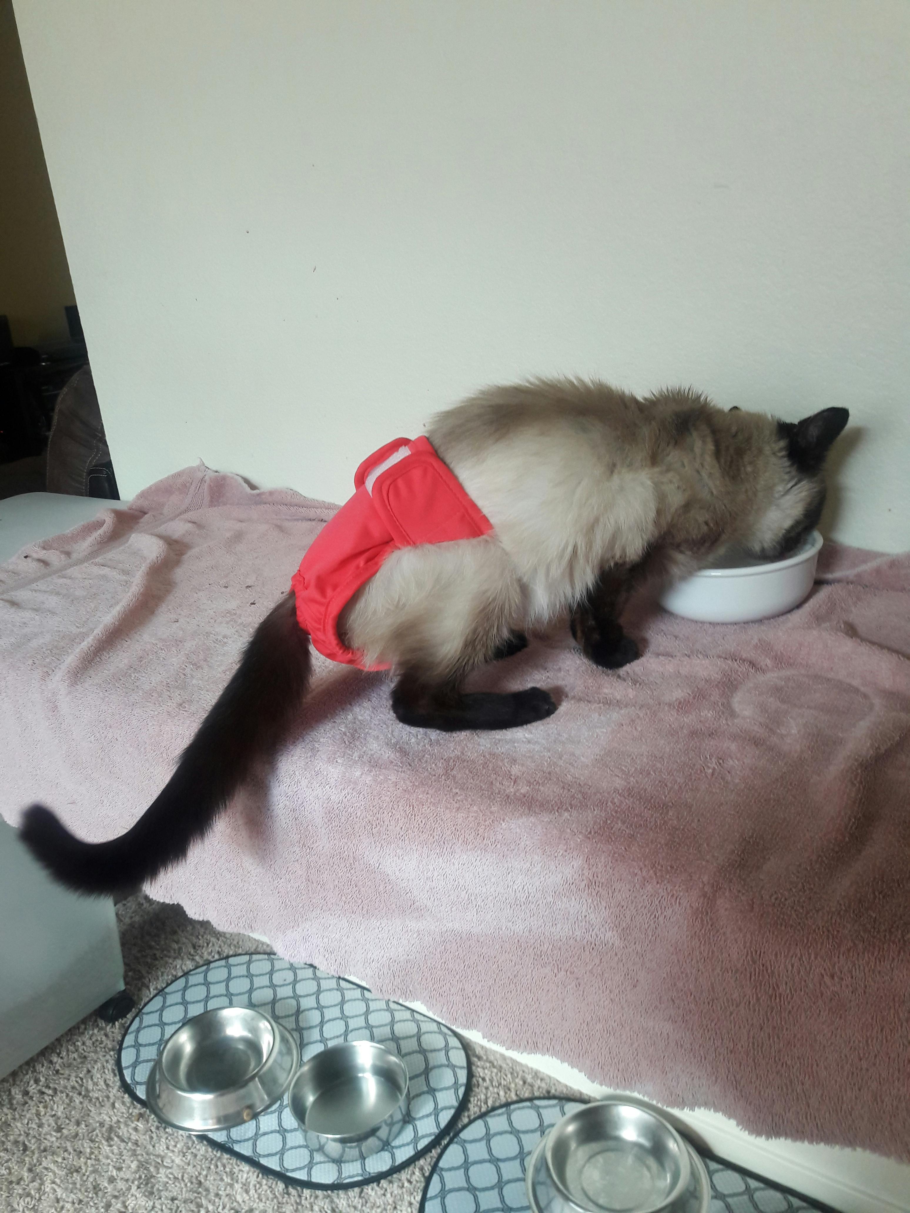 Cat Diapers Kitten Diapers Diapers For Cats Pet Parents®