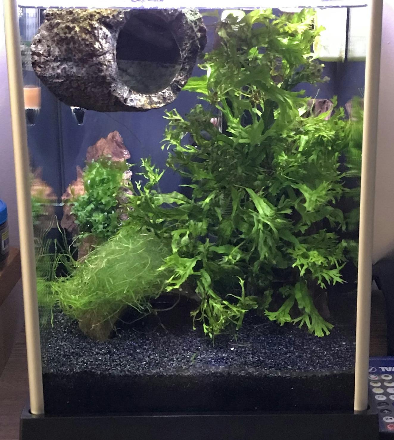 subwassertang flip aquatics