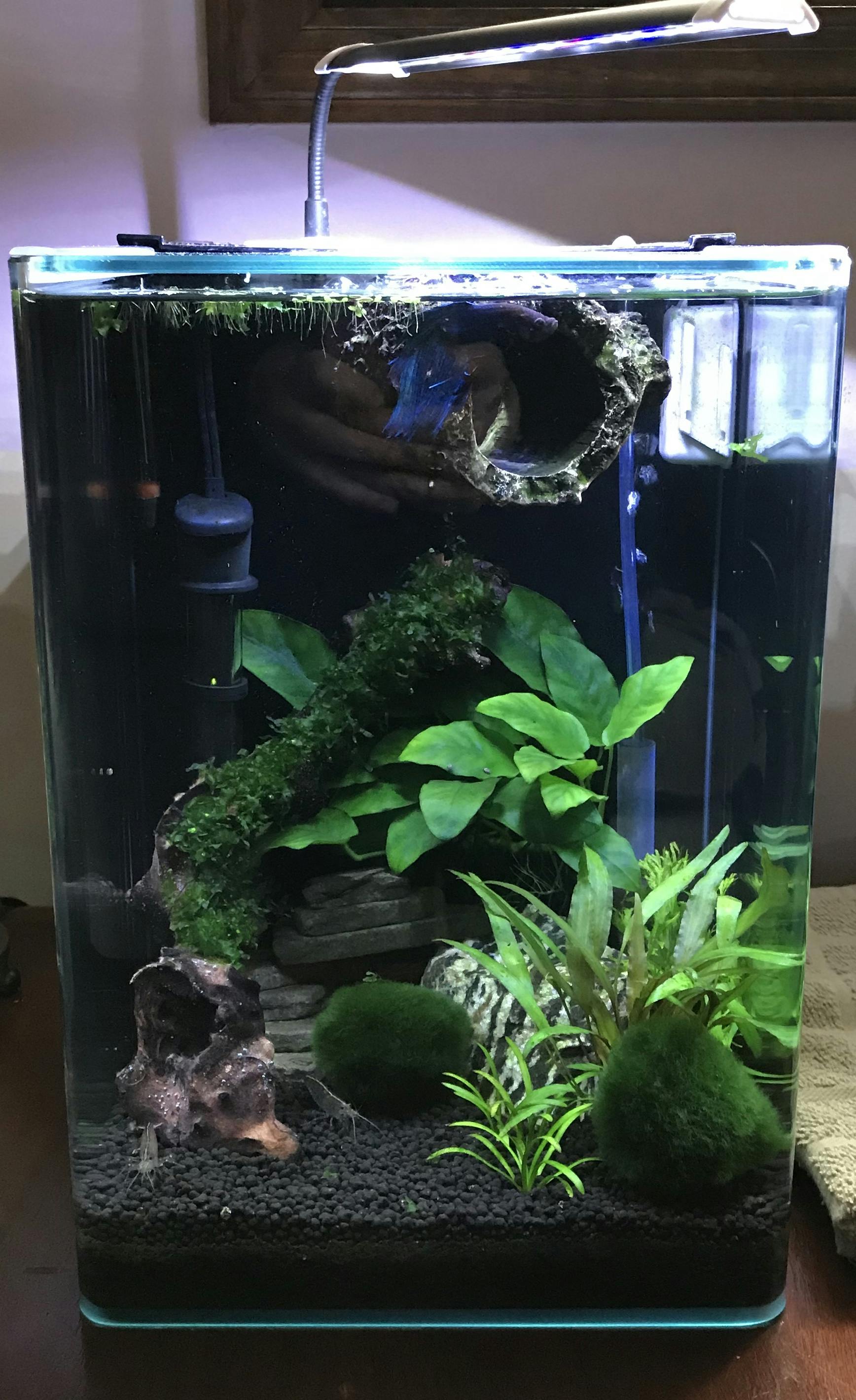 Subwassertang – Flip Aquatics