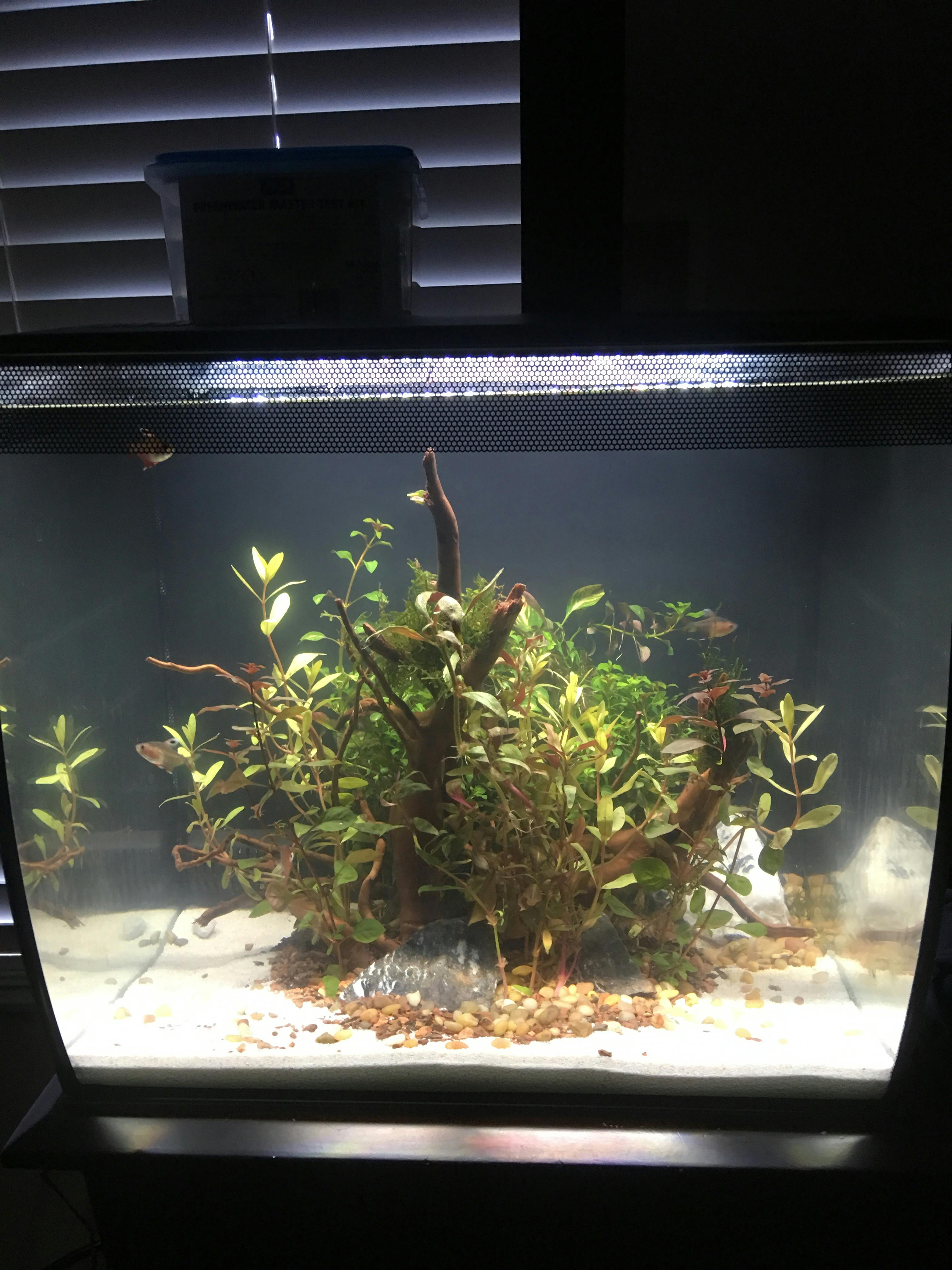 spider wood flip aquatics
