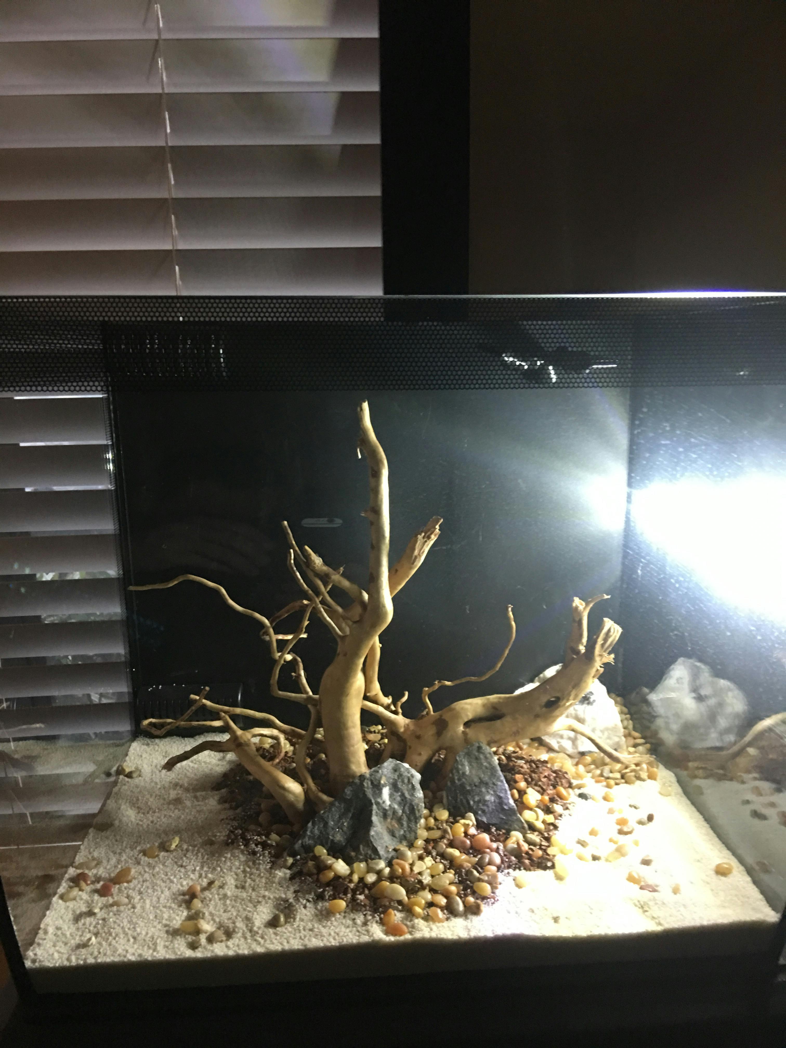 spider wood flip aquatics