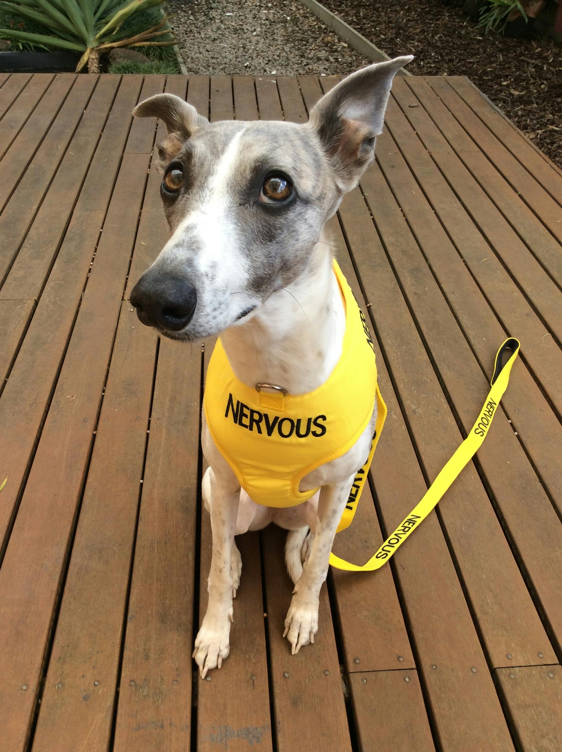 NERVOUS Standard 120cm (4ft) Lead Friendly Dog Collars