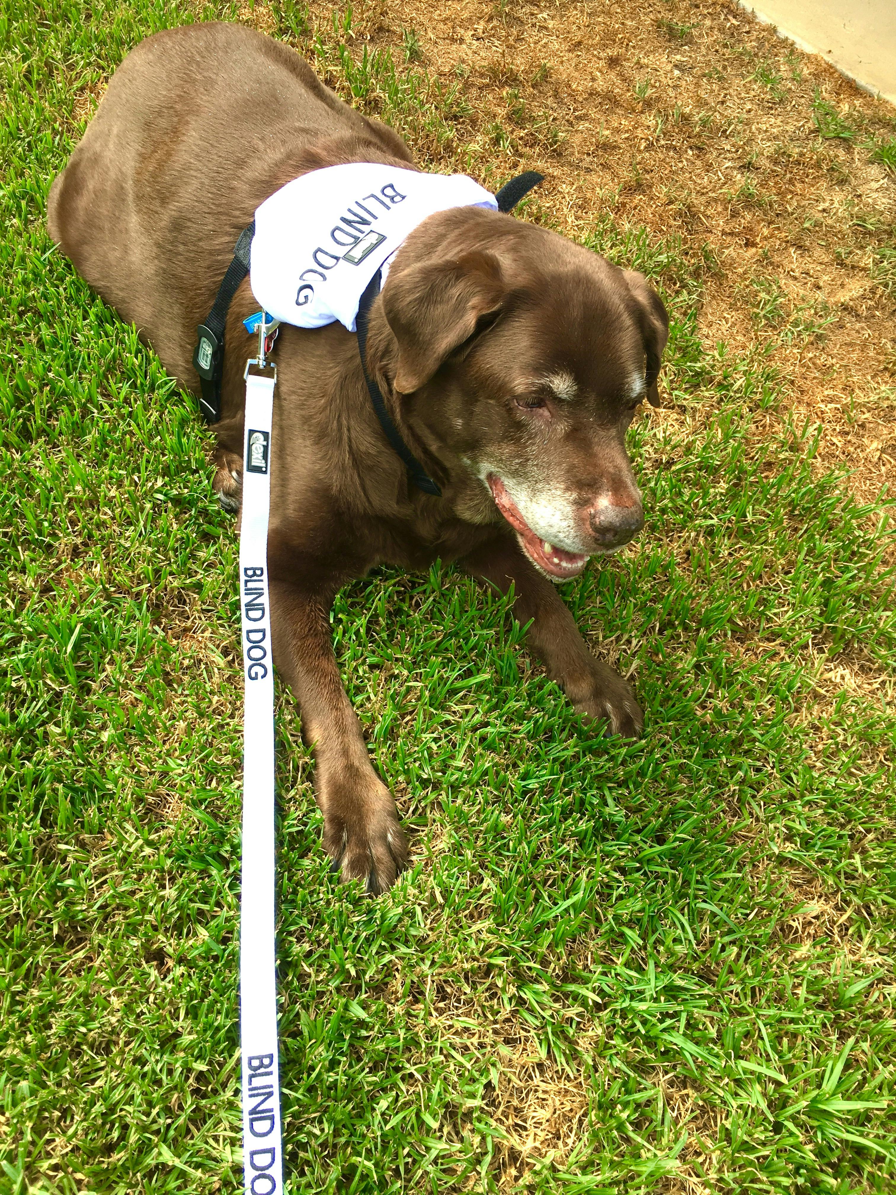 BLIND DOG Bandana Friendly Dog Collars
