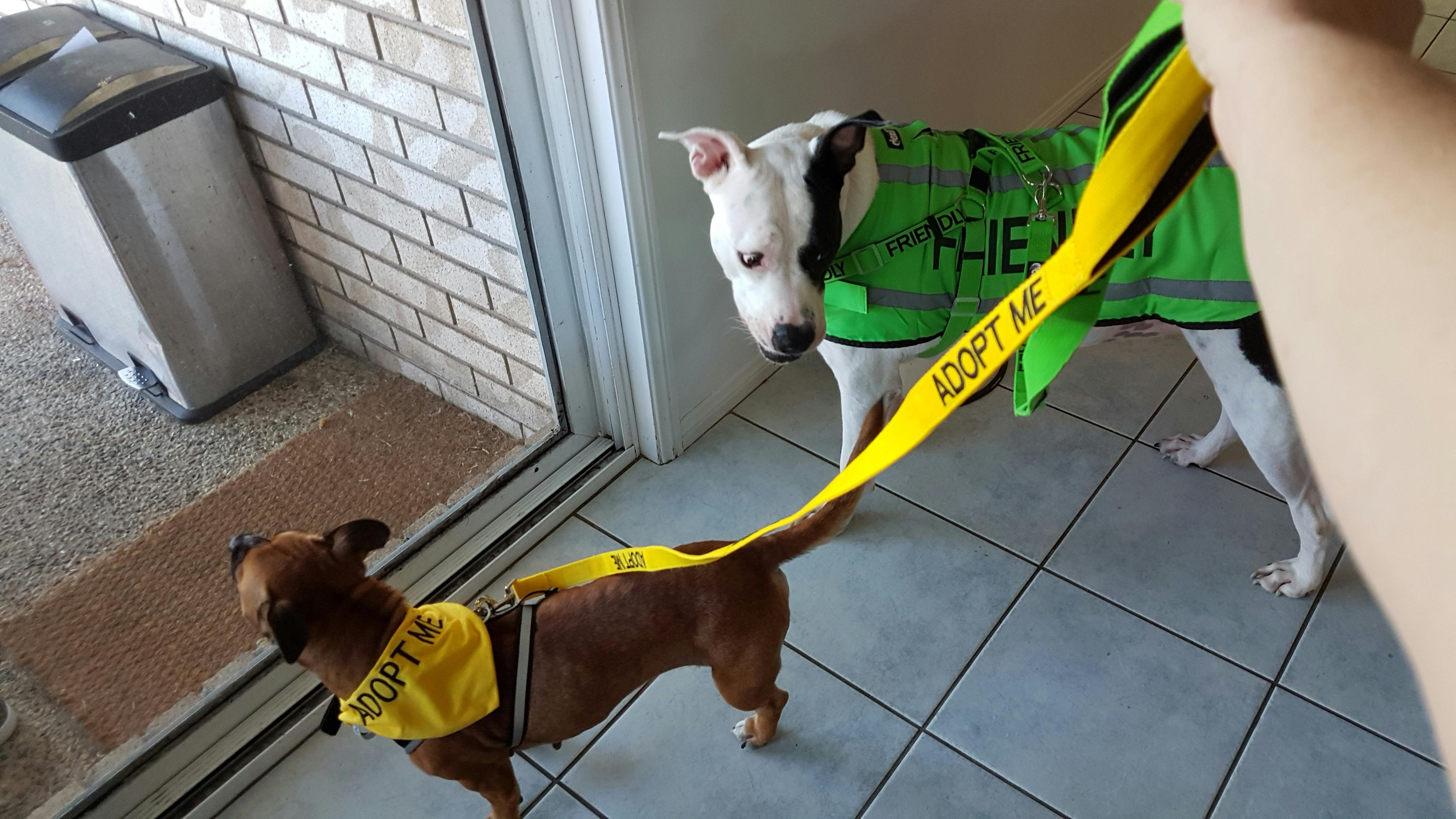 I Am Friendly Dog Bandana I Am Friendly Dog Bandana
