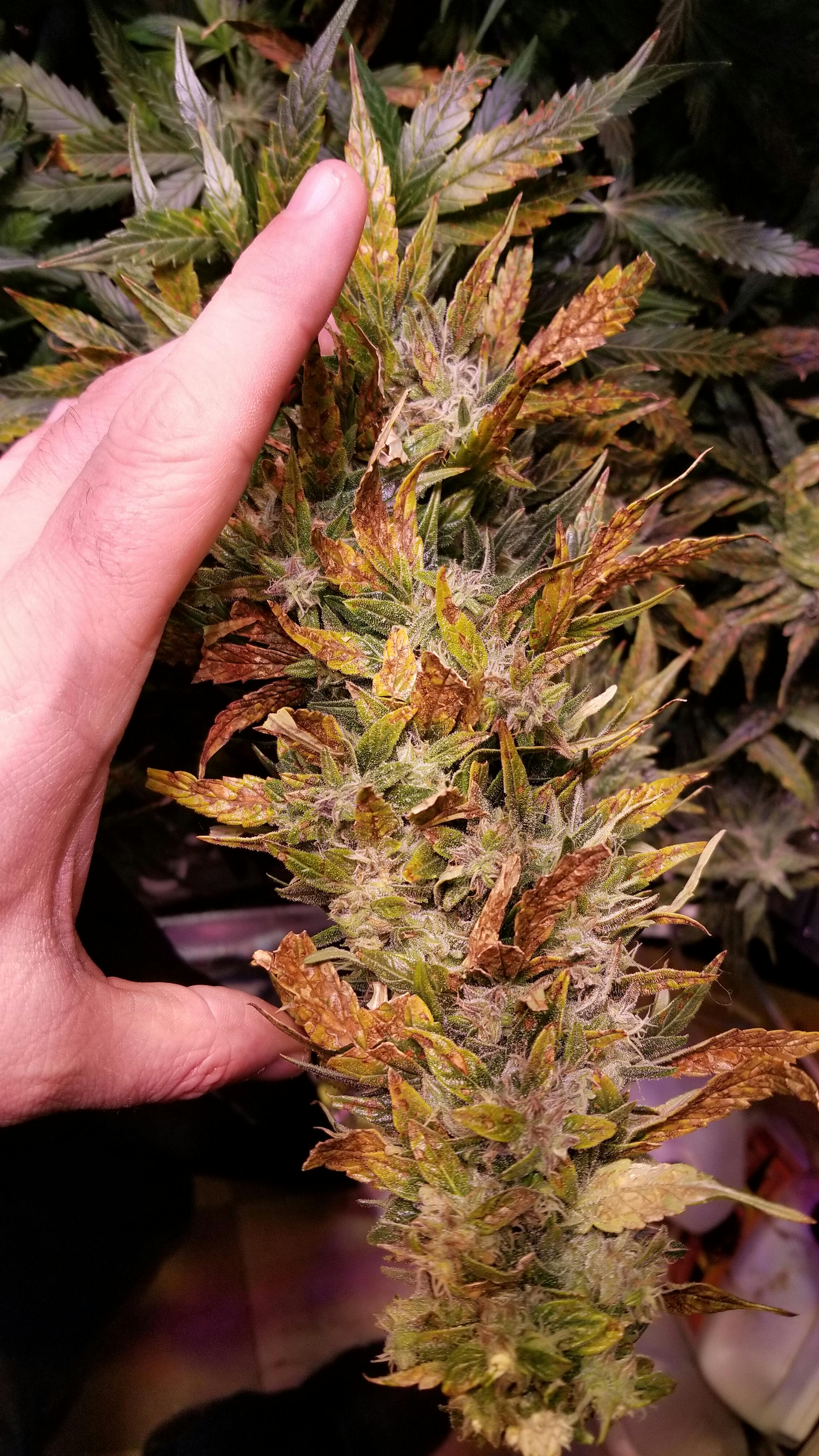 Product Reviews LED Grow Lights Depot