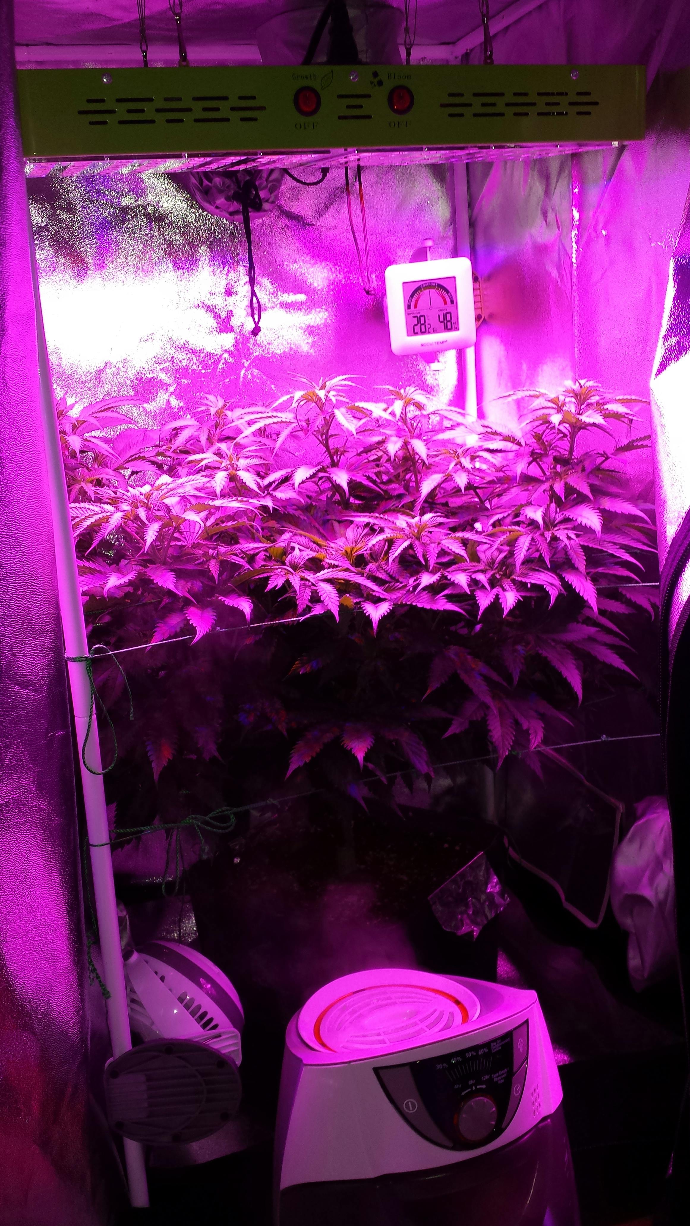 Product Reviews LED Grow Lights Depot