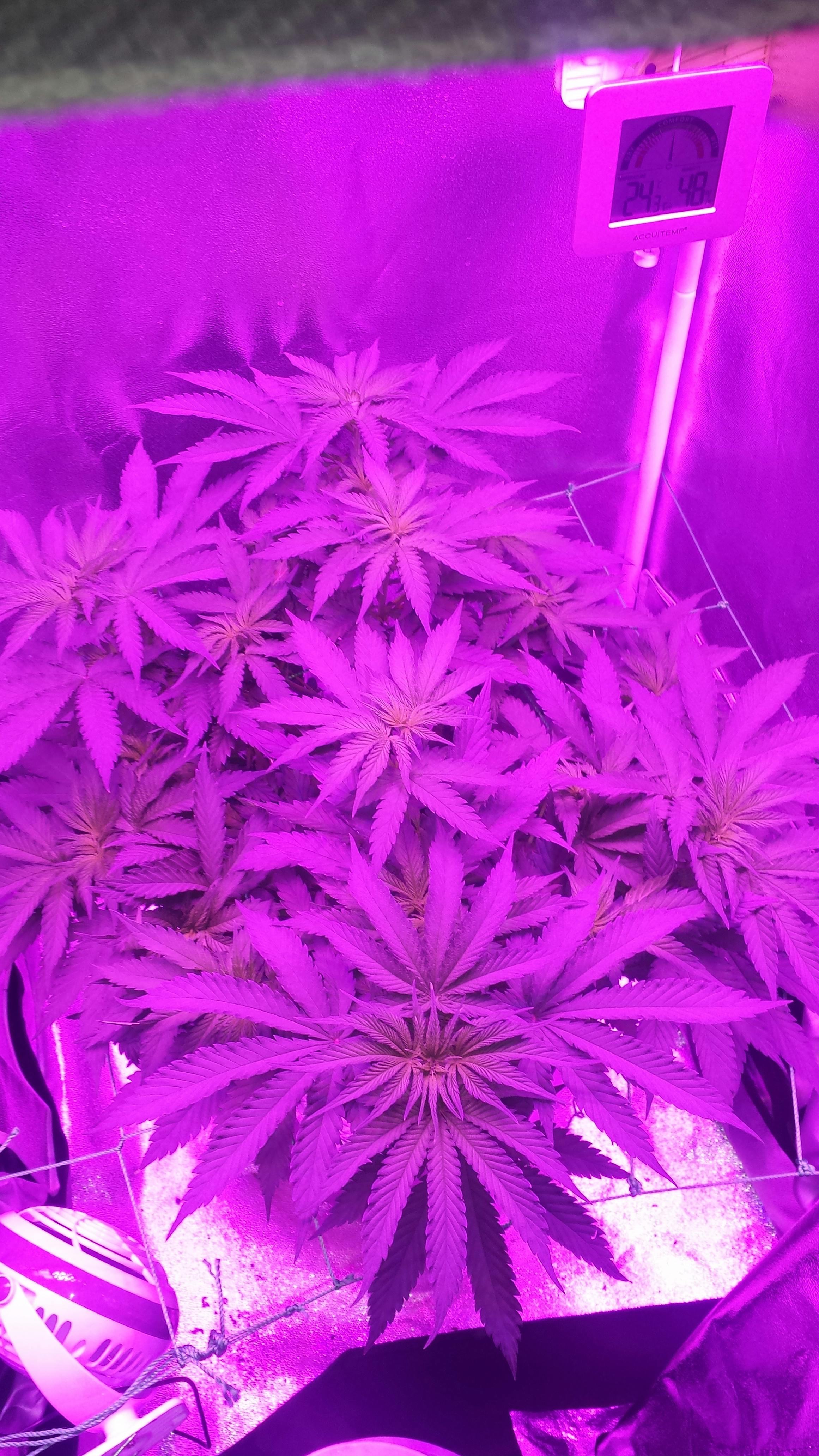 Product Reviews LED Grow Lights Depot