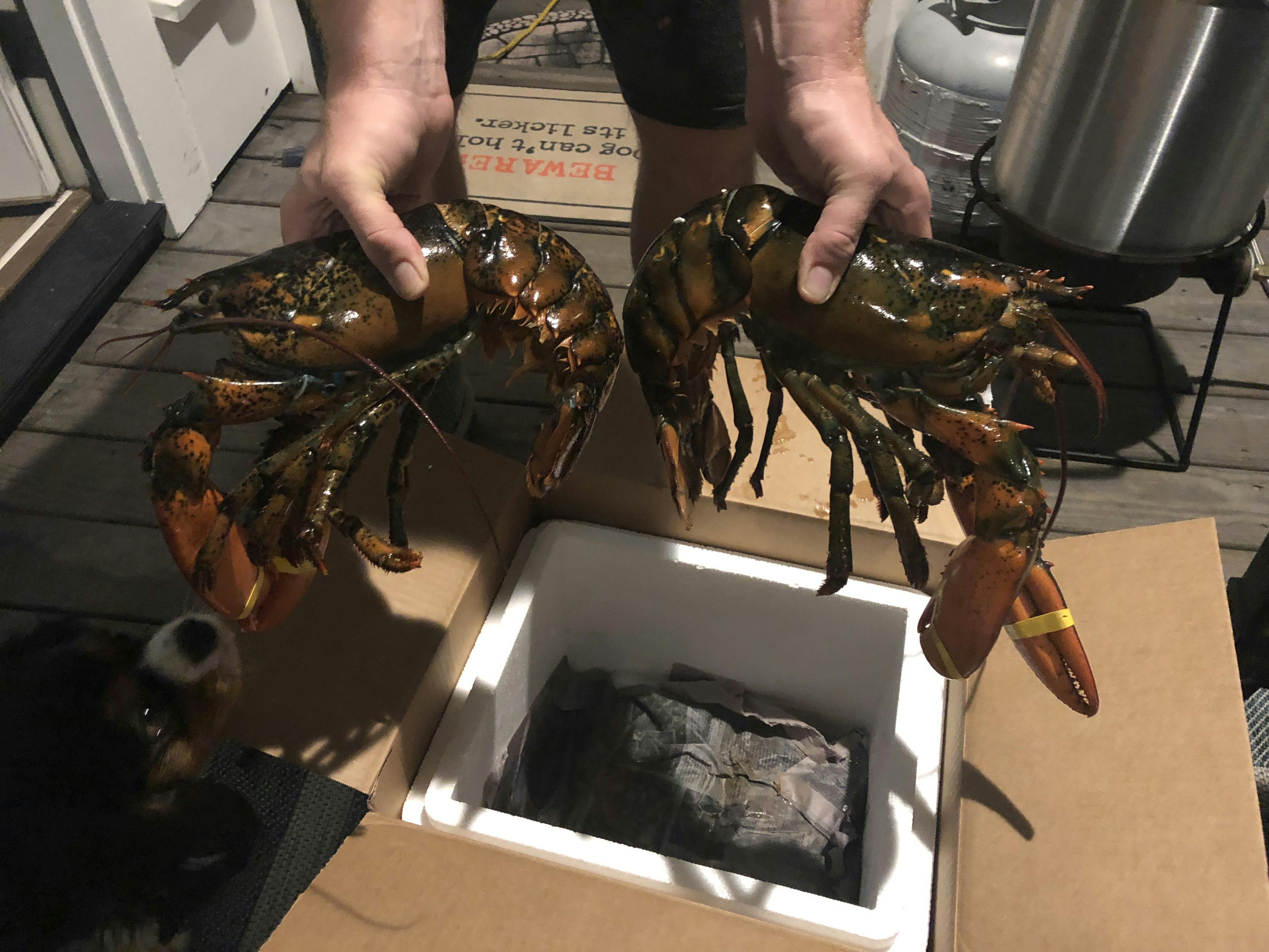 Order 2 lb. Lobsters Direct from the Source