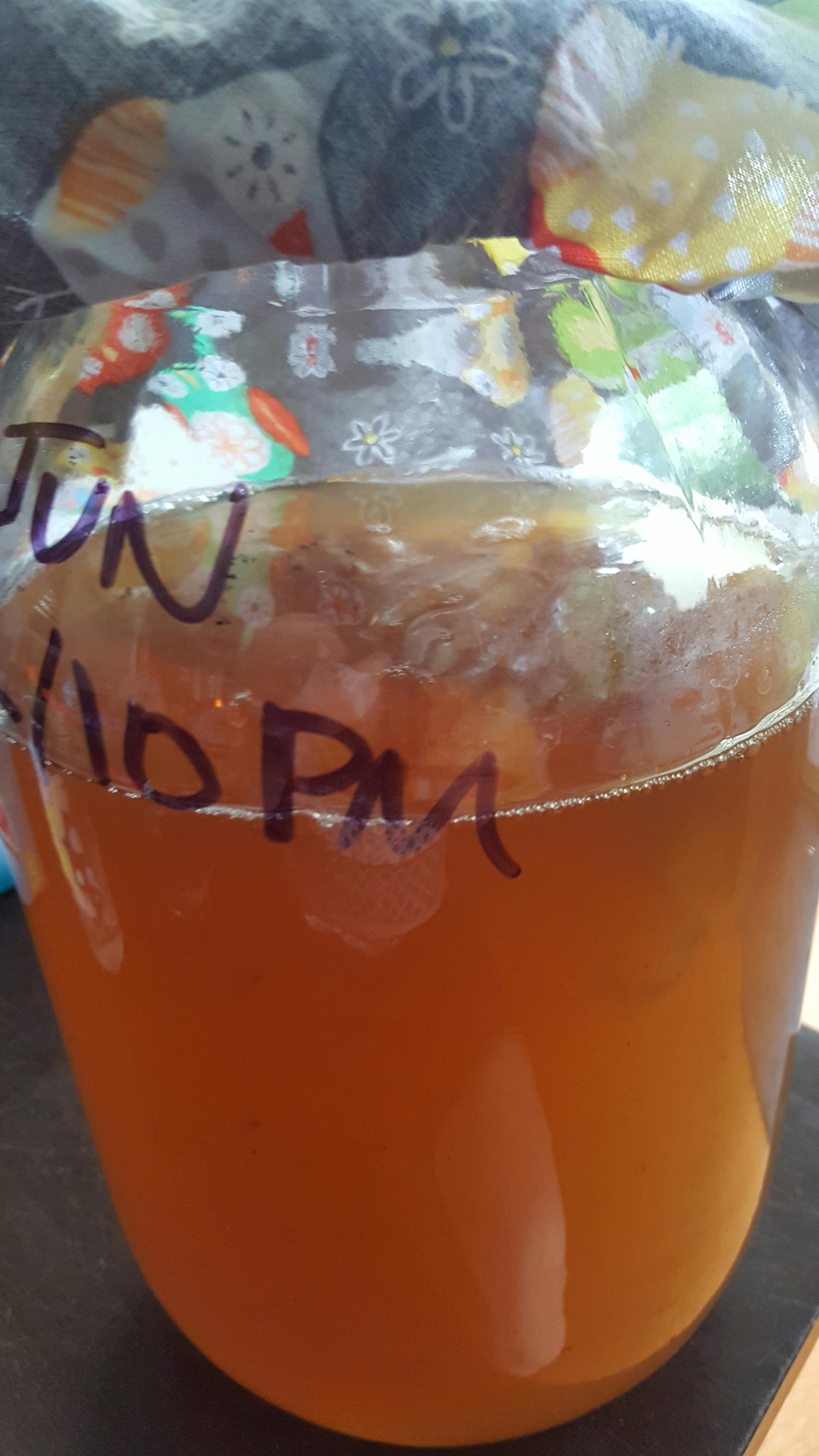 Where to Buy Kombucha Starter Kit Online In Australia