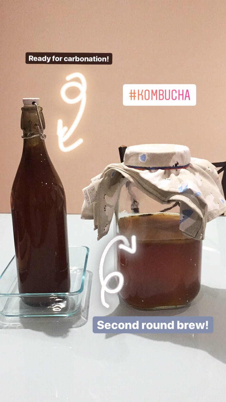 Scoby KombuchaScobyKombucha teaKombucha RecipeKombucha Australia