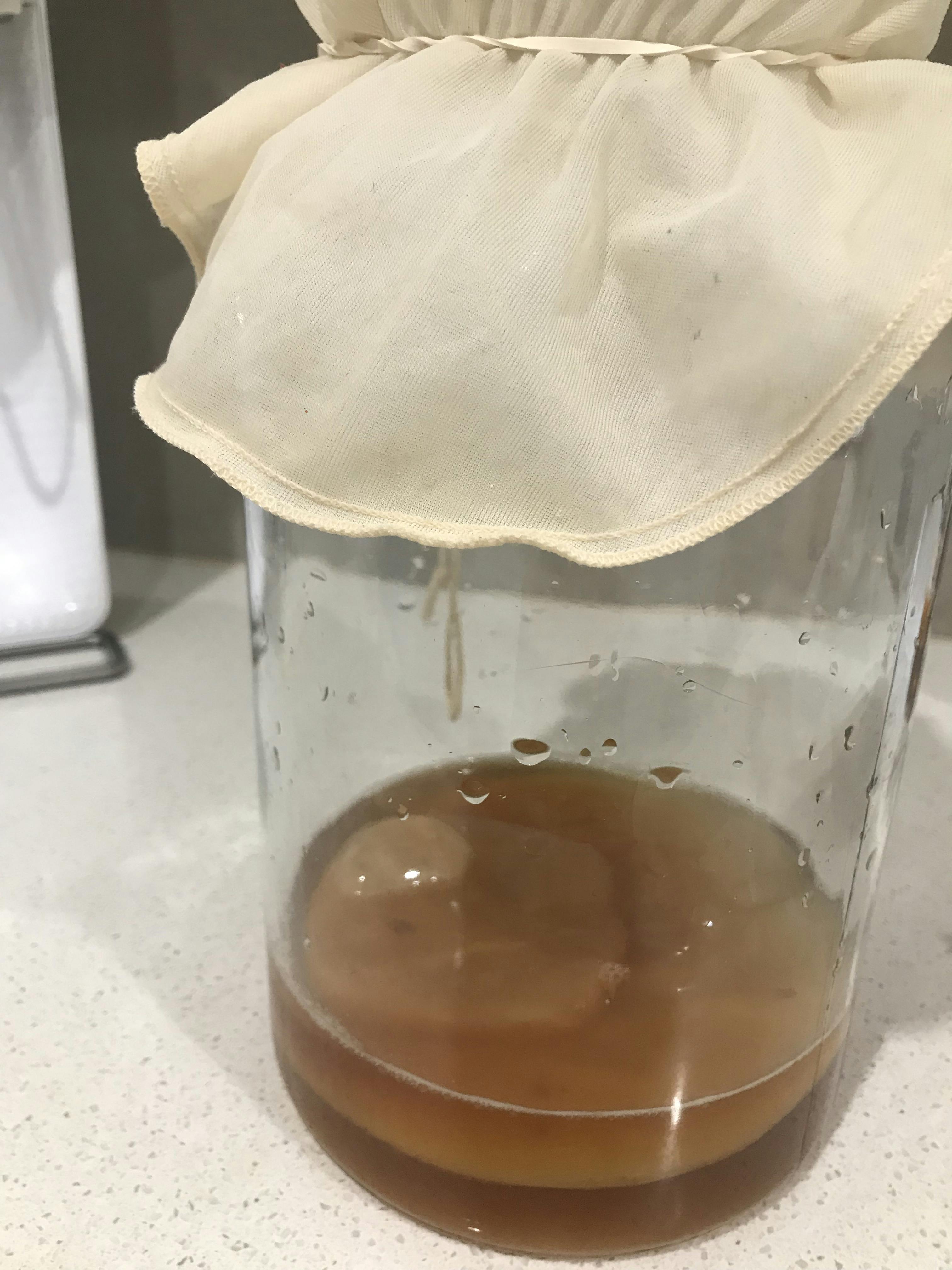 Scoby KombuchaScobyKombucha teaKombucha RecipeKombucha Australia