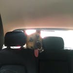 Pawmanity Cargo Liner