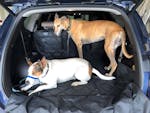 Pawmanity Cargo Liner