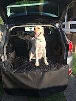 Pawmanity Cargo Liner